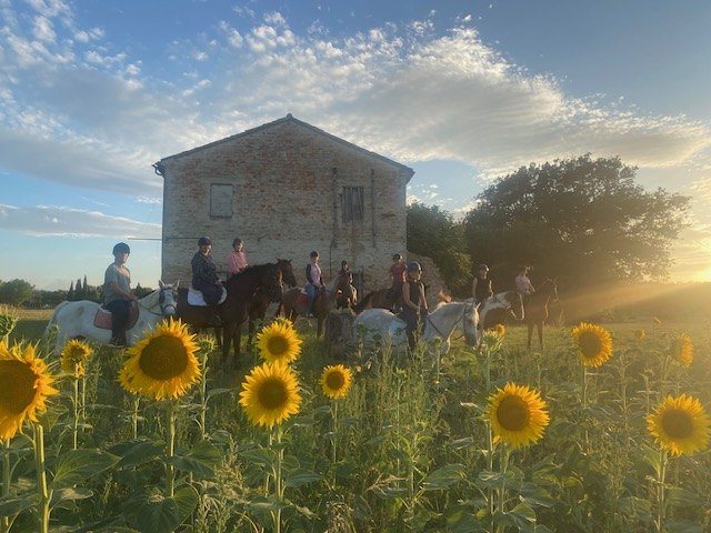 Riding past sunflowers at the farm near Pesaro